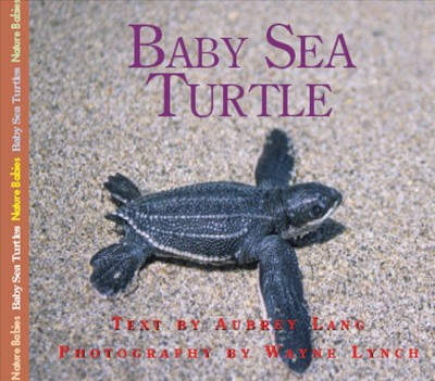 Baby sea turtle [book] / text by Aubrey Lang ; photography by Wayne Lynch.